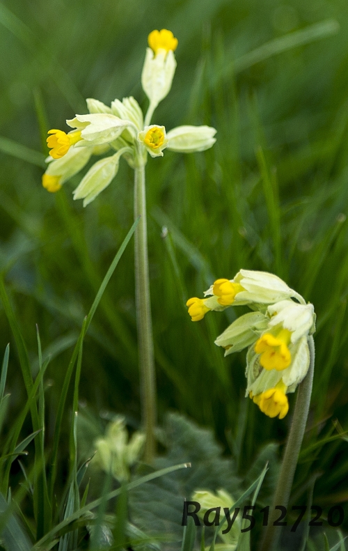 Picture 4 (Cowslips - Vertical) This picture was taken with a 24/70mm lens, aperture of f2.8 and a speed of 125th sec. ISO 400, focal length 62mm. The stems on these two cowslips are not particularly tall in relation to ground height but in keeping with their own scale its stem does represent a certain height and in doing so offers a visual to a vertical line. I deliberately wanted to capture something that was totally opposite to that of my other pictures showing buildings and monuments with heights far superior to this humble cowslip. 