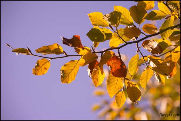 Picture 4  -  Yellow & Violet Autumn Leaves 