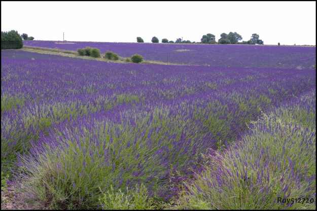 Picture 12  -  Violet & Green Lavender fields 